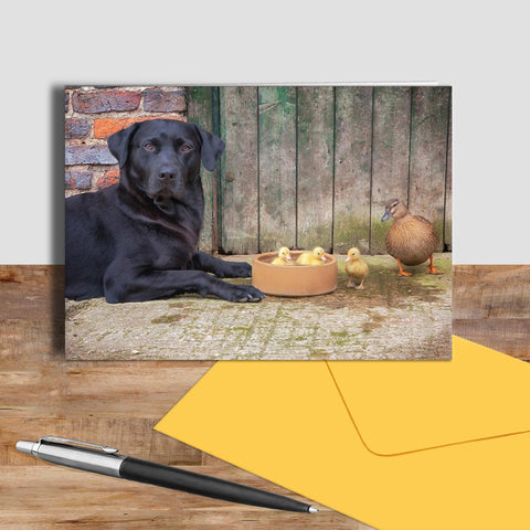 Labrador and ducks greetings card - Dipping Ducks - Kitchy & Co