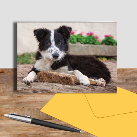 Collie Pup greetings card - The Apprentice - Kitchy & Co card
