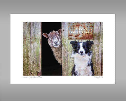 Border Collie and Sheep Print - Look out ! She's behind ewe - Kitchy & Co print