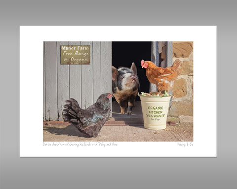 Pig and Hens Print - Bertie shares his lunch - Kitchy & Co print