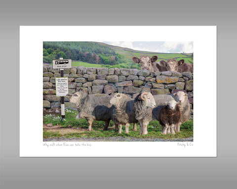 Herdwick Sheep Print - Why walk when ewe can take the bus - Kitchy & Co print