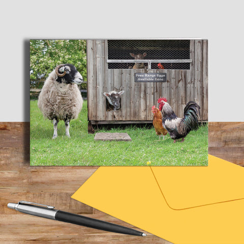 Swaledale sheep and hens greetings card - Ewe've got to be yolking - Kitchy & Co card