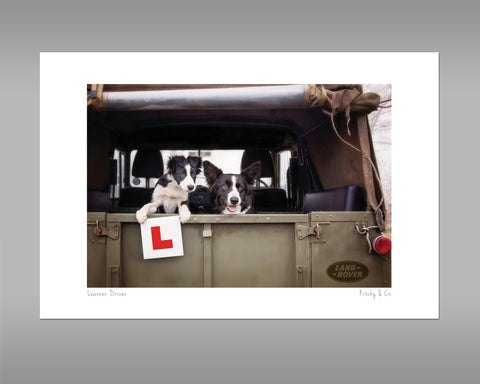 unframed print of 2 border collies in a landrover