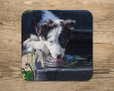 Sheepdog pup drinks Coaster - Kitchy & Co glass coaster