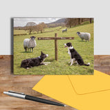 Sheepdogs greetings card - Ewe take the Left - Kitchy & Co