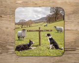Sheepdog drinks Coaster - Ewe take the Left - Kitchy & Co glass coaster