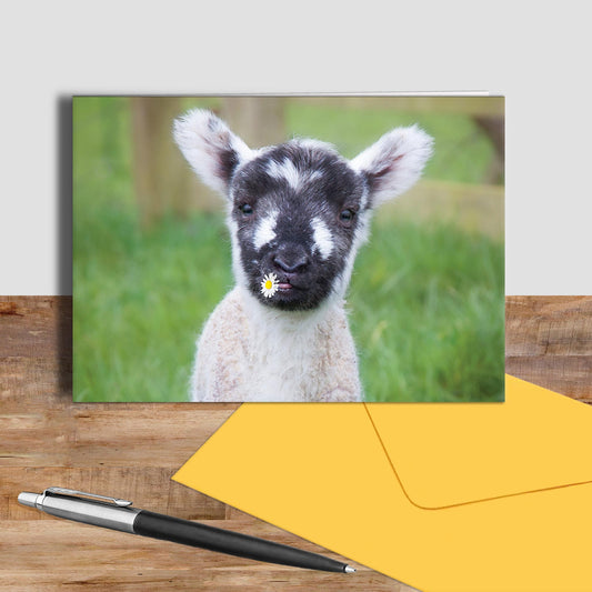 Lamb greetings card - I guess we'll call her Daisy - Kitchy & Co