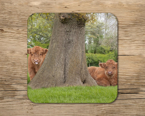 Highland Calves drinks Coaster - From little acorns mighty oaks grow - Kitchy & Co glass coaster