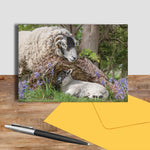 Swaledale Sheep greetings card - I've been looking for Ewe ! - Kitchy & Co