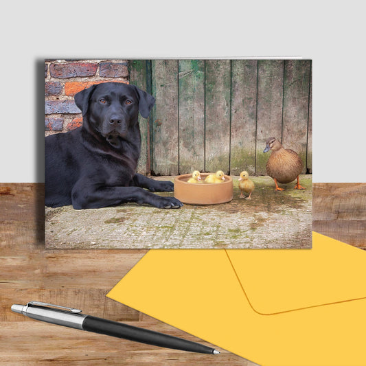 Labrador and ducks greetings card - Dipping Ducks - Kitchy & Co