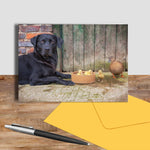 Labrador and ducks greetings card - Dipping Ducks - Kitchy & Co