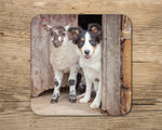 Tri Colour Border Collie drinks Coaster - If your name's not down - Kitchy & Co glass coaster