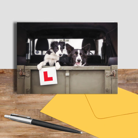 Sheepdog greetings card - Learner Driver - Kitchy & Co
