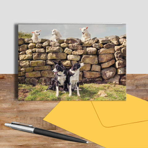 Pet lambs and sheepdogs greetings card - Cheeky Pet Lambs - Kitchy & Co
