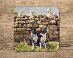 Pet lambs and sheepdogs drinks Coaster - Cheeky Pet Lambs - Kitchy & Co glass coaster