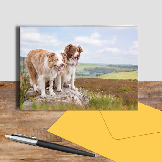 Red Merle Collie greetings card - Ready to Rock - Kitchy & Co card