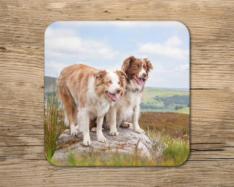 Red Merle Collie drinks Coaster - Ready to Rock - Kitchy & Co glass coaster