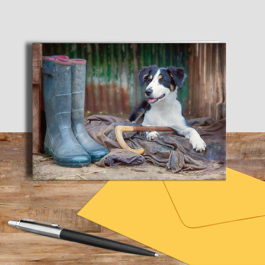 Working Sheepdog greetings card - Shepherds new helper - Kitchy & Co