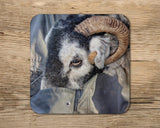 Swaledale Sheep drinks Coaster - Ewe've got to Pick a Pocket or two - Kitchy & Co glass coaster