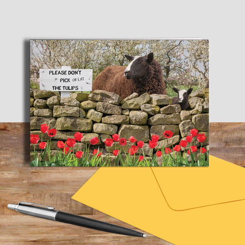 Zwartble sheep greetings card - Will Ewe resist - Kitchy & Co