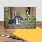 Border Collie greetings card - No Muddy Feet - Kitchy & Co card