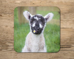 Cute lamb drinks Coaster - I think we'll call her Daisy - Kitchy & Co glass coaster