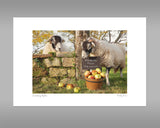 Swaledale Sheep Print - Scrumping Apples - Kitchy & Co print