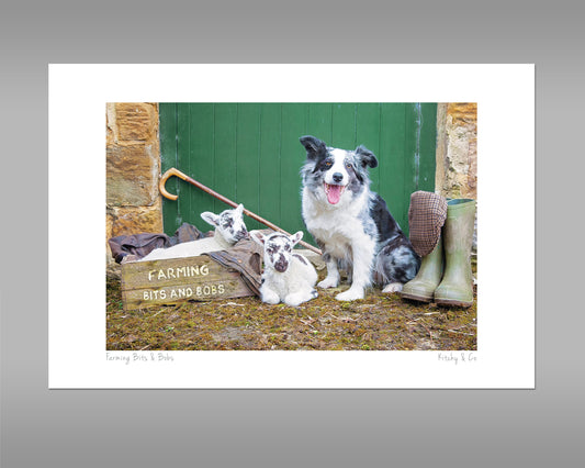 Blue Merle Border Collie Print - Farming Bits and Bobs - Kitchy & Co print