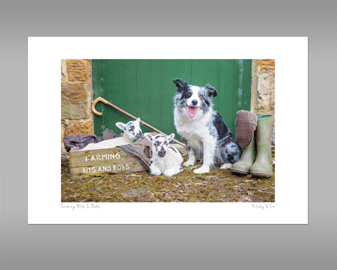 Blue Merle Border Collie Print - Farming Bits and Bobs - Kitchy & Co print