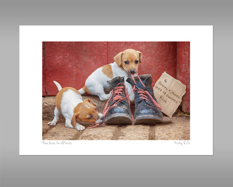 Jack Russell Terrier Pups Print - New laces for Old boots - Kitchy & Co print