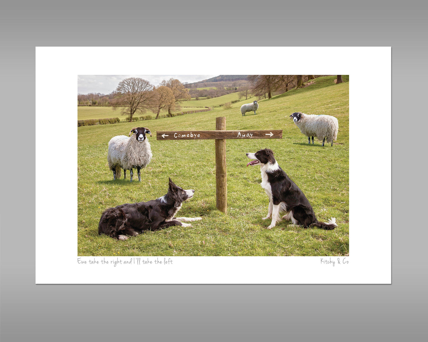 Sheepdog Print - Ewe take the Left - Kitchy & Co print