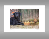 Black Labrador and Ducks Print - Dipping Ducks - Kitchy & Co print