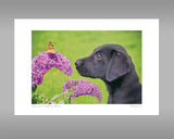 Labrador and Butterfly Print - Take time to smell the flowers - Kitchy & Co print