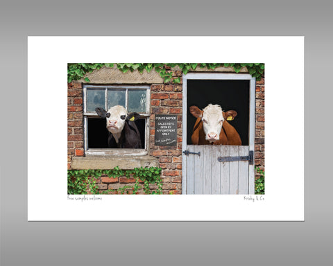Hereford Cow Print - Free samples welcome - Kitchy & Co print