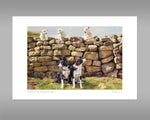 Pet Lambs and Sheepdog Print - Cheeky Pet Lambs - Kitchy & Co print