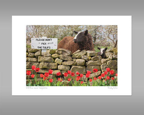 Zwartble Sheep Print - Will Ewe resist - Kitchy & Co print