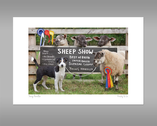 Sheep Show Print - Young Sheep Handler - Kitchy & Co print