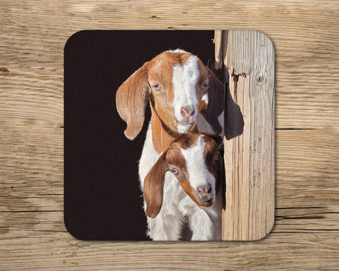 Goat drinks Coaster - The adventure start here - Kitchy & Co glass coaster