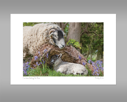 Swaledale Sheep Print - I've been looking for Ewe - Kitchy & Co print