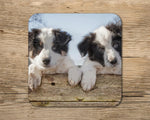 Border collie puppies drinks Coaster - Just Hanging out - Kitchy & Co glass coaster