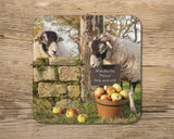 Swaledale sheep drinks Coaster - Scrumping Apples - Kitchy & Co glass coaster